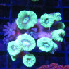 Caulastrea curvata vert métalique 3-5 cm (4 à 6 polypes)