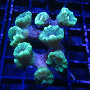 Caulastrea curvata vert métalique (6-8 polypes)