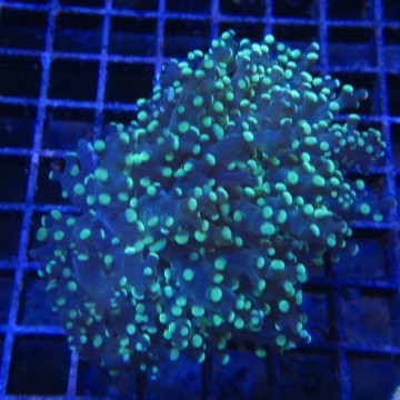 Bouture Euphyllia Yaeyamensis (1 gros polype)