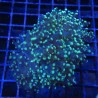 Bouture Euphyllia Yaeyamensis (1 gros polype)