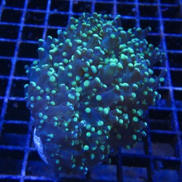 Bouture Euphyllia Yaeyamensis (1 gros polype)