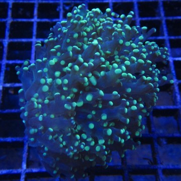 Bouture Euphyllia Yaeyamensis (1 gros polype)