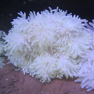 Heteractis crispa - Anémone à longues tentacules blanche 10-15 cm