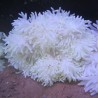 Heteractis crispa - Anémone à longues tentacules blanche 10-15 cm