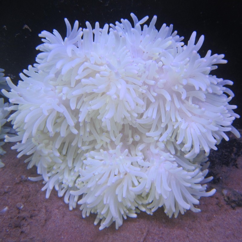 Heteractis Crispa - Lange tablet Anemone 10-15 cm