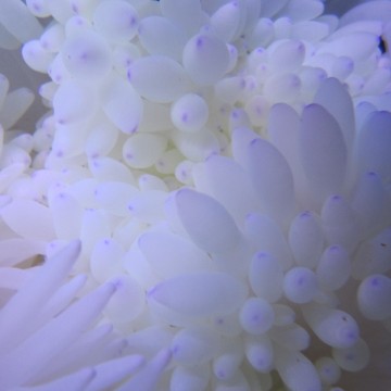 Heteractis Crispa - Lange tablet Anemone 10-15 cm