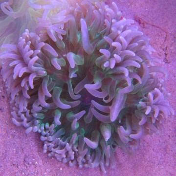 Macrodactyla doreensis - anémone verte clair à pied rouge