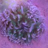 Macrodactyla Doreensis - Lichtgroene anemoon op voet rood