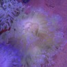 Macrodactyla doreensis - anémone verte clair à pied rouge