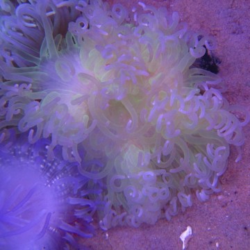 Macrodactyla Doreensis - Lichtgroene anemoon op voet rood