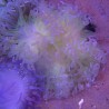 Macrodactyla doreensis - anémone verte clair à pied rouge