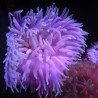 Macrodactyla doreensis - anémone verte clair à pied rouge