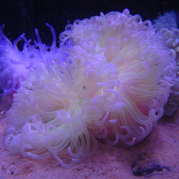 Macrodactyla doreensis - anémone verte clair à pied rouge