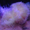 Macrodactyla doreensis - anémone verte clair à pied rouge