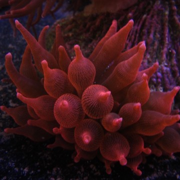 Entacmea quadricolor rouge (6-8 cm déployée) 69,50 € Poissondor