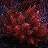 Entacmea quadricolor rouge (6-8 cm déployée) 69,50 € Poissondor