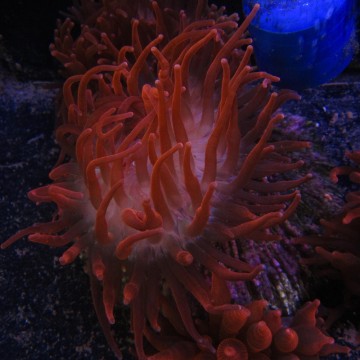 Entacmea quadricolor rouge taille S (3-5 cm déployée)