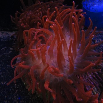 Entacmea quadricolor rouge taille S (3-5 cm déployée)