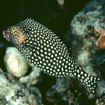 Ostracion meleagis 8-10 cm