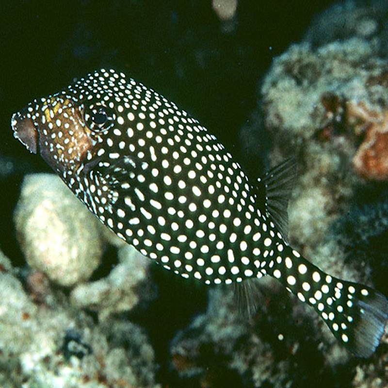 Ostracion meleagis femelle 6-8 cm Ostracion meleagis femelle 6-8 cm