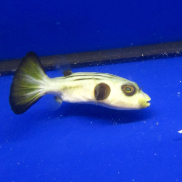 Arothron manilliensis :  10 cm