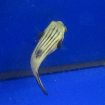 Arothron manilliensis :  10 cm