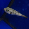 Arothron manilliensis :  10 cm