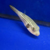 Arothron manilliensis :  10 cm