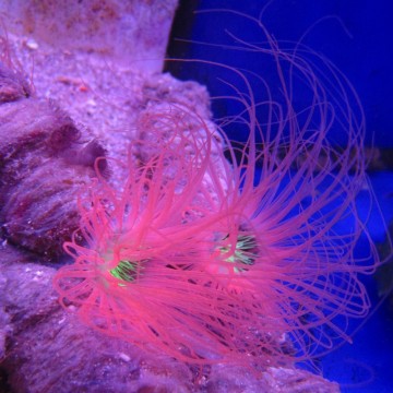 Cerianthus orange 
