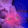 Cerianthus orange 