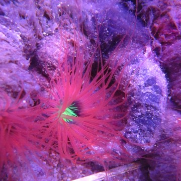 Cerianthus orange 
