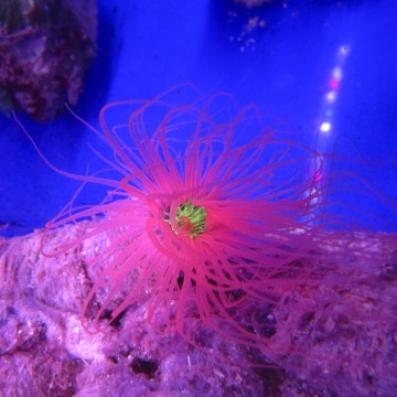 Cerianthus orange 