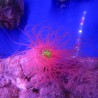 Cerianthus orange 