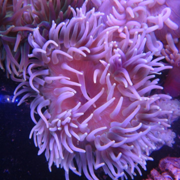 Macrodactyla doreensis - anémone beige à pied rouge 