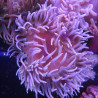 Macrodactyla doreensis - anémone beige à pied rouge 