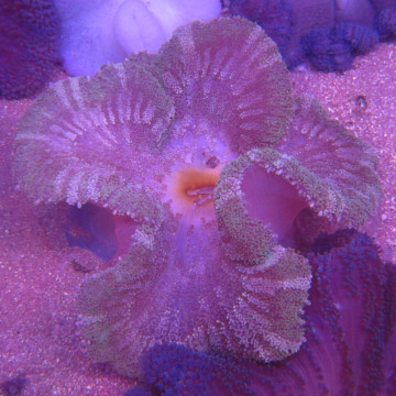 Stichodactyla haddoni - anémone carpette vert clair (12-15 cm)