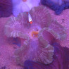 Stichodactyla haddoni - anémone carpette vert clair (12-15 cm)