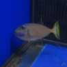 Xanthichthys auromarginatus mâle : 10-12 cm