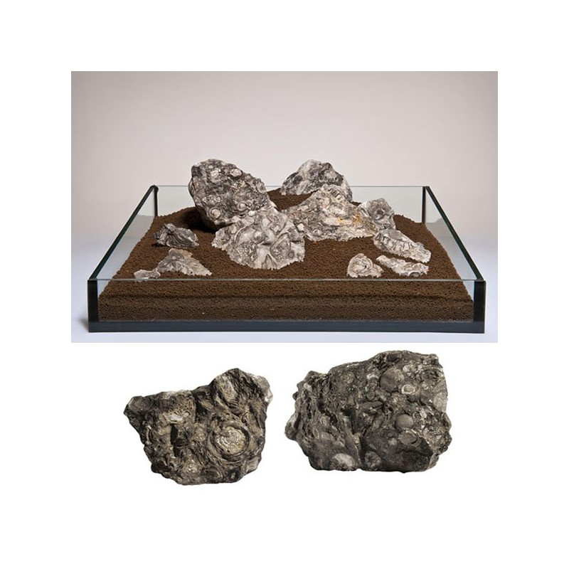 Pierre Black Snailstone (S062) le Kg