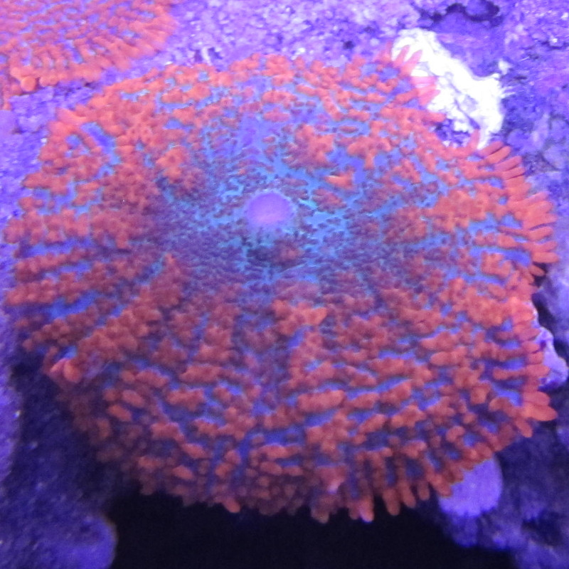 Bouture rhodactis incohata orange (1 morphe) 22,00 € Poissondor