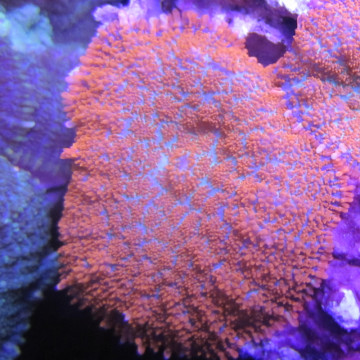 Bouture rhodactis incohata orange (1 morphe) 22,00 € Poissondor