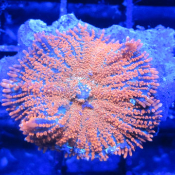 Bouture rhodactis incohata orange (1 morphe) 22,00 € Poissondor