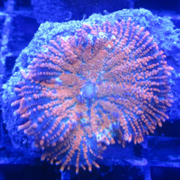 Bouture Rhodactis incohata orange (1 morphe)