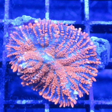 Bouture rhodactis incohata orange (1 morphe) 22,00 € Poissondor