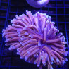 Bouture Euphyllia Glabrescens "Golden Torch" Indonésie "1 polype"