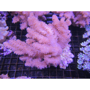Klyxum sp (alcyonum sp) -corail zachte veulen 8 cm