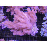 Klyxum sp (alcyonum sp) -corail zachte veulen 8 cm