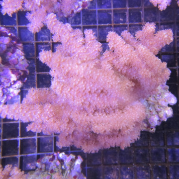 Klyxum sp (alcyonum sp) -corail zachte veulen 8 cm