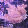 Klyxum sp (alcyonum sp) -corail zachte veulen 8 cm