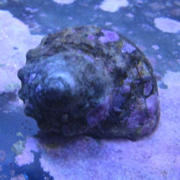 Turbo Mexicain - Turbo fluctuosus 2-3 cm par 2